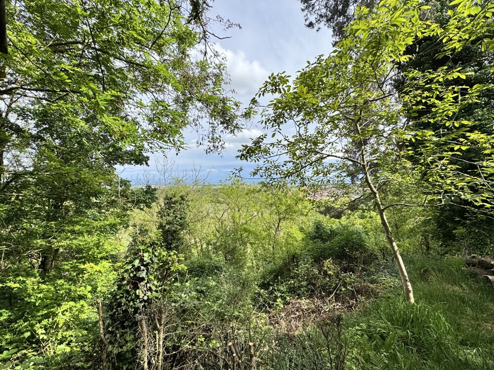 Weitblick – Wochenendhaus auf großem Grundstück mit Blick auf die Rheinebene-10251